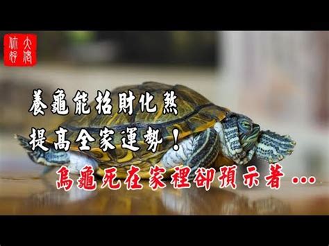 家裡養烏龜風水|【風水烏龜】這幾點風水禁忌最需要注意 